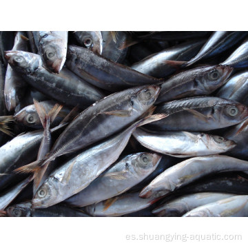 Tierra de caballos congelados pescado trachurus japonicus